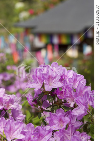 心和む花寺 心和む花寺 113102937