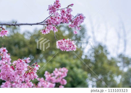 グリーンバックに見る満開のオカメザクラ 113103323