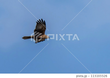 青空バックに悠然と飛ぶチュウヒ 113103326