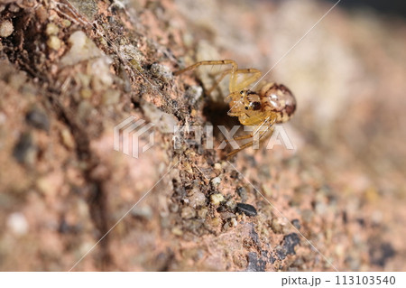 生き物　蜘蛛　アマギエビスグモ、四個づつ二段に並ぶ眼。上下とも両端の眼が大きく見える 113103540