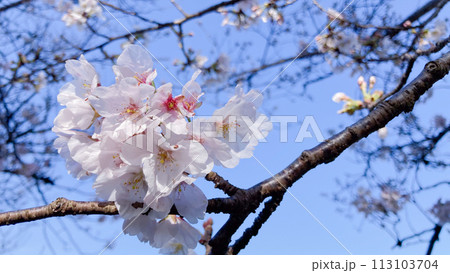 桜と青空 桜と青空 113103704