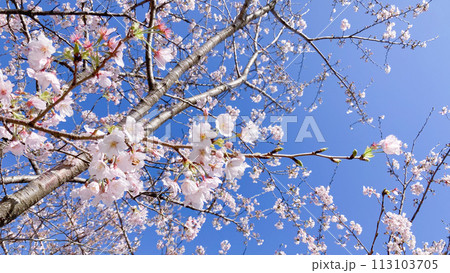 桜と青空 113103705