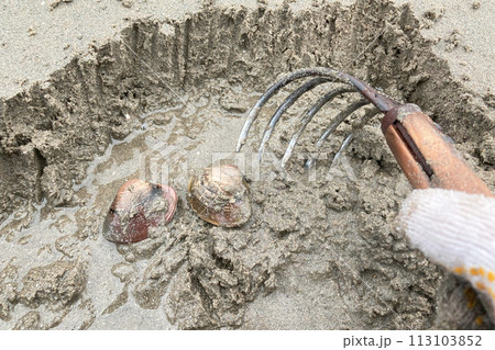 潮干狩り(ハマグリ) 潮干狩り(ハマグリ) 113103852