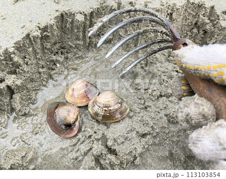 潮干狩り(ハマグリ) 潮干狩り(ハマグリ) 113103854