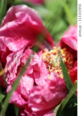 雨上がりの花　ピンクの花 113103958