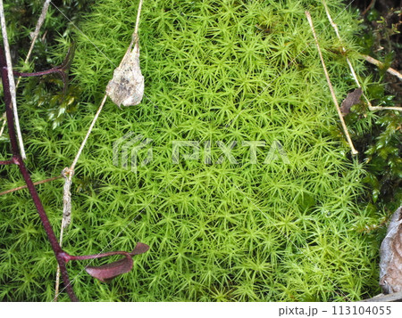 タマゴケの仲間、目玉おやじ 113104055