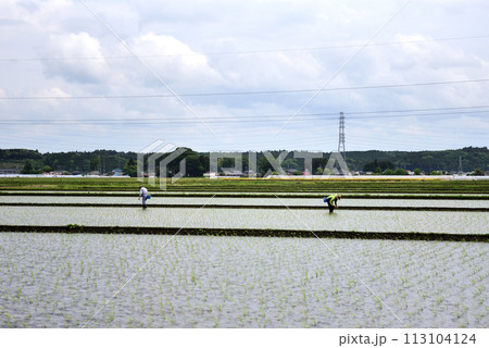 田んぼの田植え風景 田んぼの田植え風景 113104124