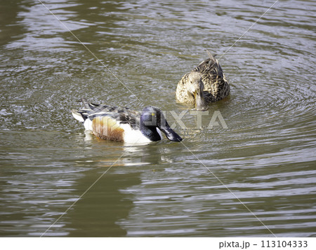 ハシビロガモのオスとメス ハシビロガモのオスとメス 113104333