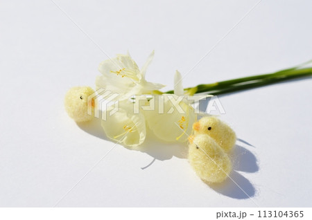 小さなクリーム色の原種系スイセンとフェルトのひよこ 113104365