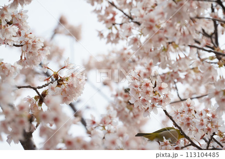 桜を見つめるメジロ 113104485