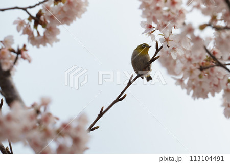 桜を見つめるメジロ 113104491