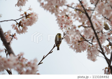 桜を見つめるメジロ 113104492