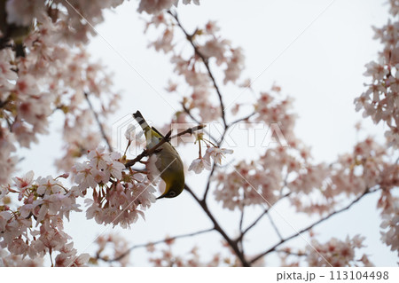 桜を見つめるメジロ 113104498