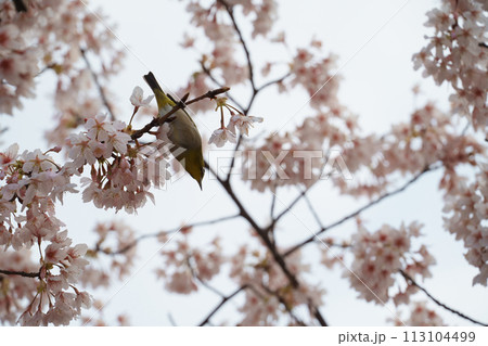 桜を見つめるメジロ 桜を見つめるメジロ 113104499