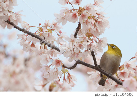 桜を見つめるメジロ 桜を見つめるメジロ 113104506
