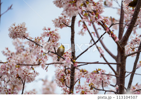 桜を見つめるメジロ 桜を見つめるメジロ 113104507