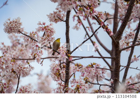 桜を見つめるメジロ 桜を見つめるメジロ 113104508
