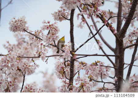 桜を見つめるメジロ 113104509