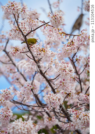 桜を見つめるメジロ 113104516