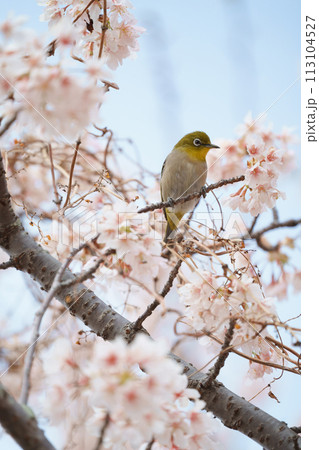 桜を見つめるメジロ 桜を見つめるメジロ 113104527