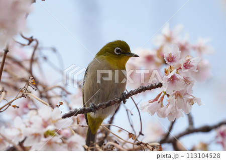 桜を見つめるメジロ 113104528