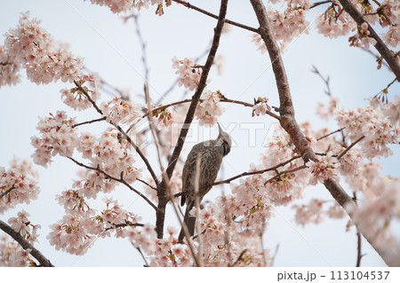 桜を見つめるメジロ 113104537