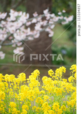 桜と菜の花と青空と 桜と菜の花と青空と 113104857