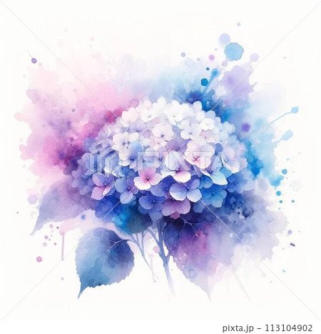 青と紫の紫陽花の水彩画 あじさい 水彩のイラスト素材