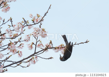 桜を見つめるメジロ 桜を見つめるメジロ 113104923