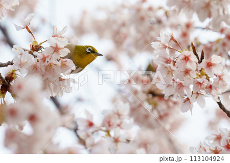 桜を見つめるメジロ 桜を見つめるメジロ 113104924