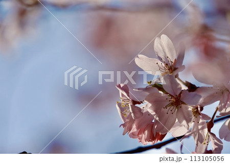 桜咲く 113105056