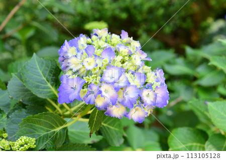 青い紫陽花 113105128