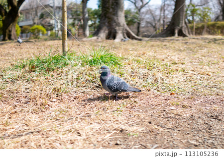 公園を歩く鳩 公園を歩く鳩 113105236