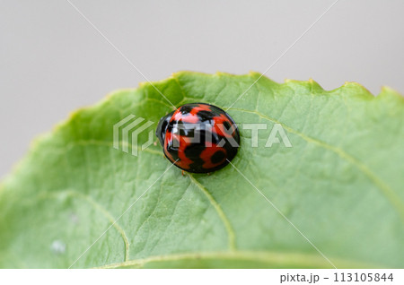 パッションフルーツの葉に乗ったダンダラテントウ （沖縄県伊江島） 113105844