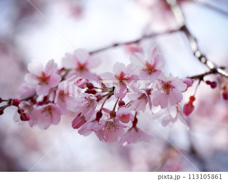 萩市・南明寺のしだれ桜 113105861