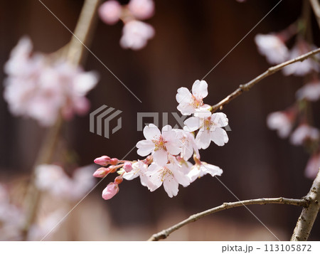 萩市・南明寺のしだれ桜 113105872