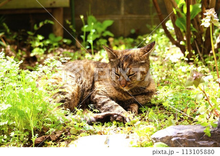 春の庭でくつろぐノラ猫 113105880