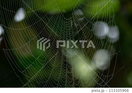 霧の日の水滴のついた蜘蛛の巣 113105908