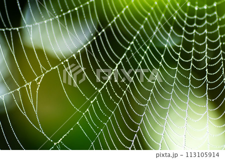 霧の日の水滴のついた蜘蛛の巣 113105914