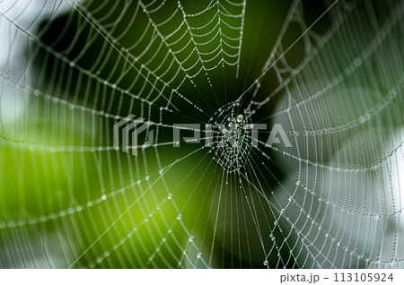 霧の日の水滴のついた蜘蛛の巣 113105924