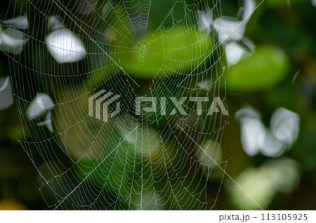 霧の日の水滴のついた蜘蛛の巣 113105925