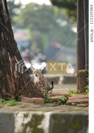歩道で待機する猫 113105964