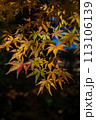 晩秋の紅葉です。太陽の光を受けて光って綺麗でした。 113106139