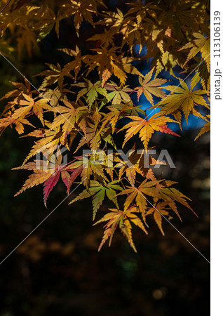晩秋の紅葉です。太陽の光を受けて光って綺麗でした。 113106139