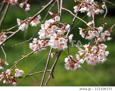 萩市・南明寺のしだれ桜 113106155