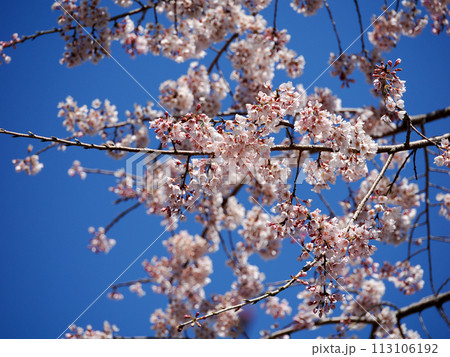 萩市・南明寺のしだれ桜 萩市・南明寺のしだれ桜 113106192