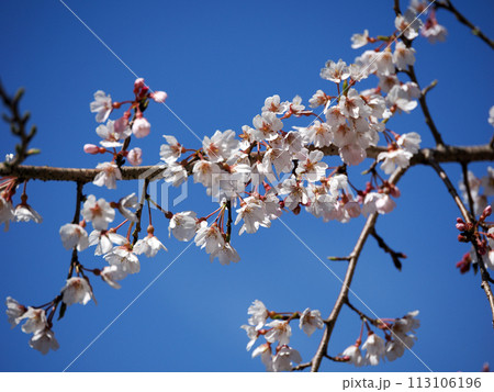萩市・南明寺のしだれ桜 113106196