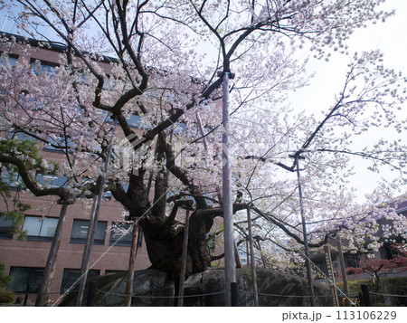 石割桜　盛岡市 113106229