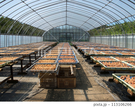 梅 日干し風景 梅 日干し風景 113106266