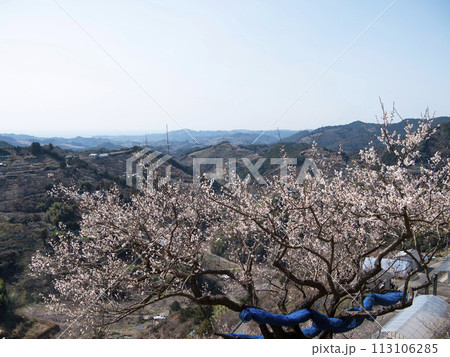 紀州石神田辺梅林 113106285
